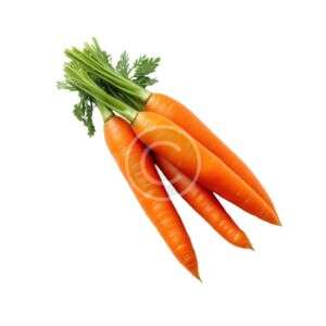 Crisp orange carrots bunch